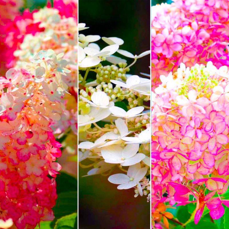 Collection 3 Hortensias (Hydrangea Paniculata) - Godet - Taille 13/25cm - Pépinières Naudet - Image 2