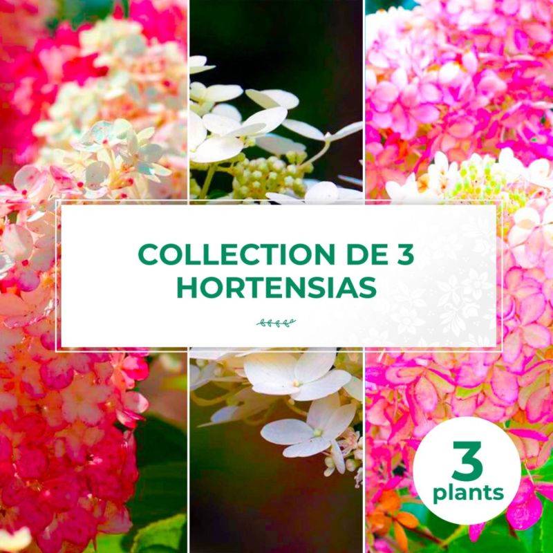 Collection 3 Hortensias (Hydrangea Paniculata) - Godet - Taille 13/25cm - Pépinières Naudet - Image 1