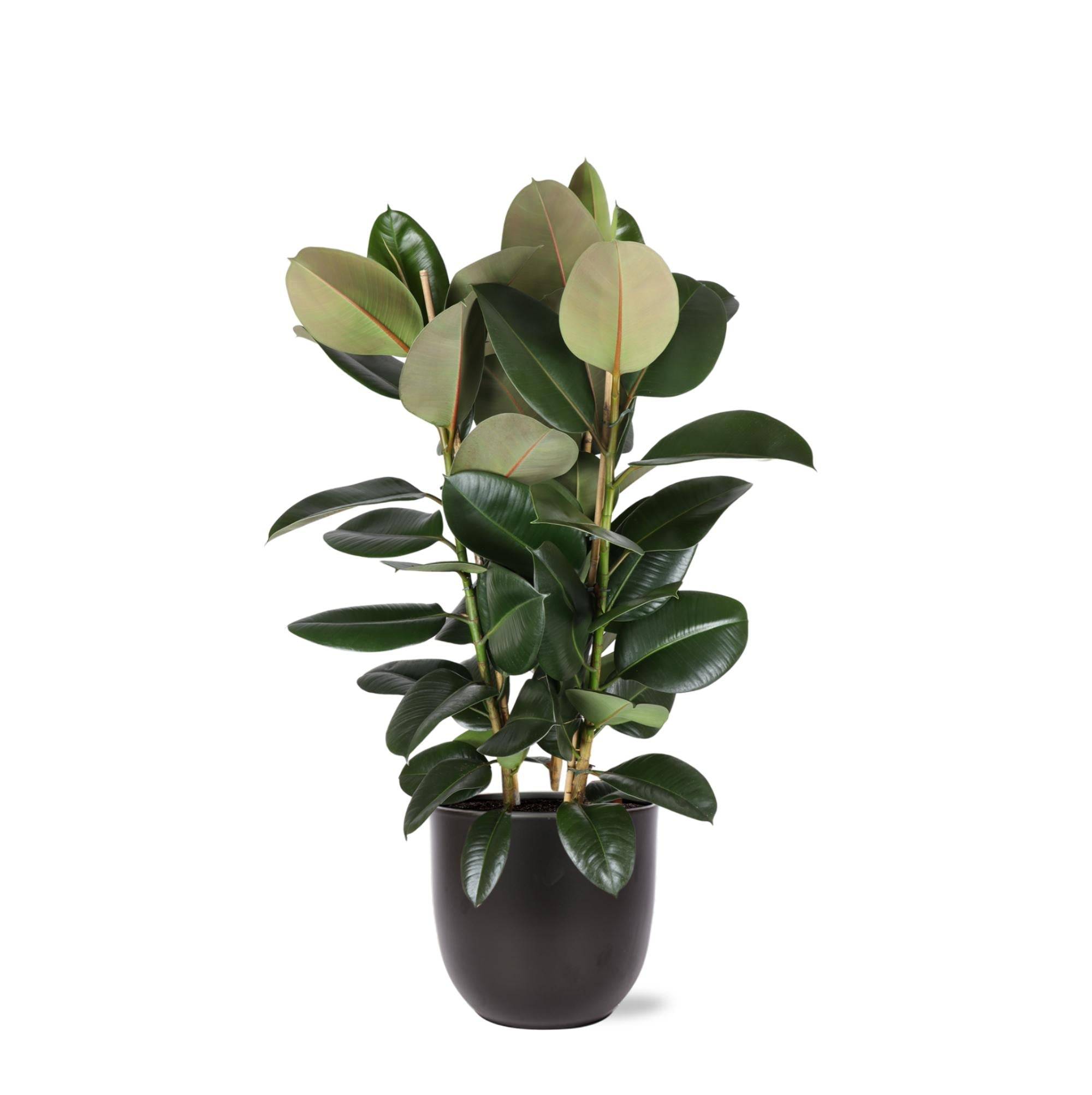 Ficus Elastica Robusta et son pot- La Green Touch Noir - Hauteur 115cm