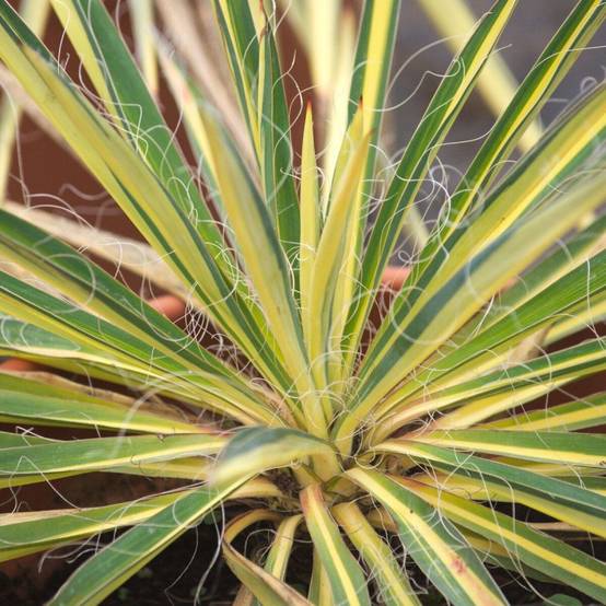 Yucca pleureur recurvifolia Golden Sword à fleurs Blanche - feuillage Persistant - Pot de 3L - Touffe- hauteur à maturité De 0,50 m à 1,00 m - Image 2