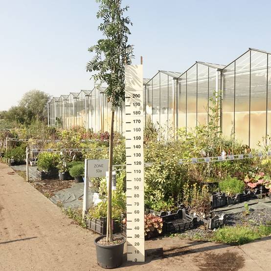 Sorbier des oiseleurs - Sorbus aucuparia Wettra Pot de 20L/25L - Image 2