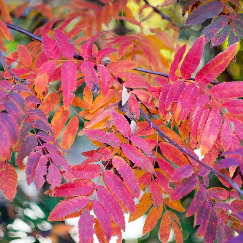 Sorbier des oiseleurs - Sorbus aucuparia Wettra Pot de 20L/25L - Image 1