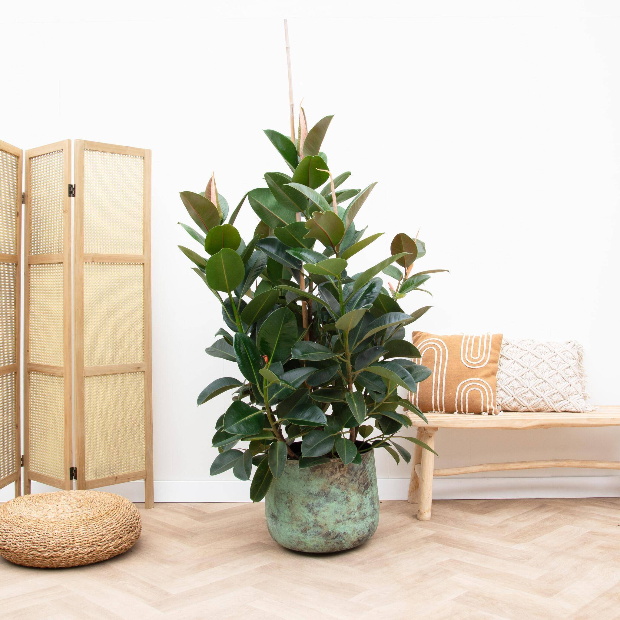 Ficus Robusta Ramifié - D38 H150cm