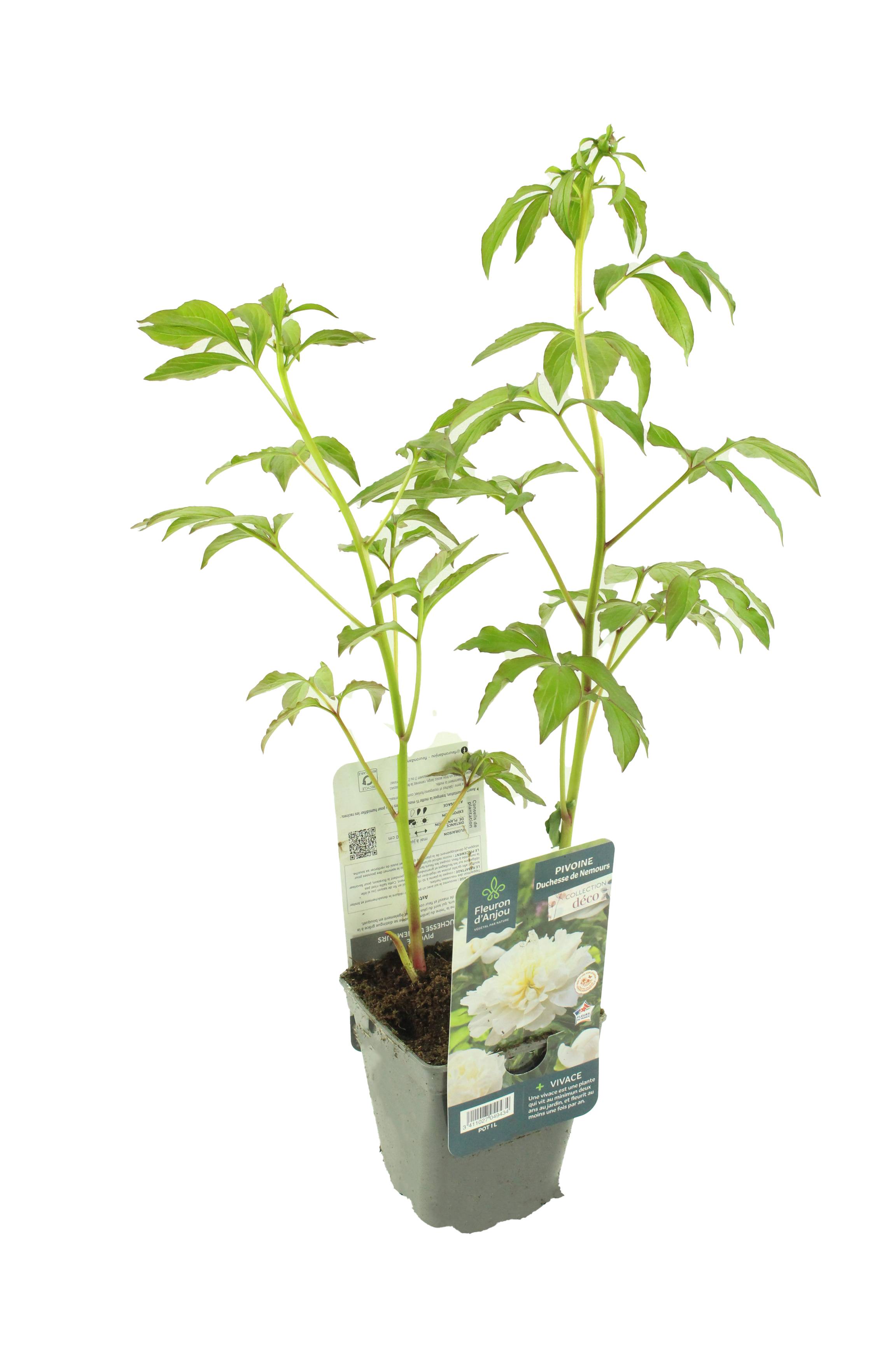 Pivoine Herbacée blanc pot de 1litre - Image 1