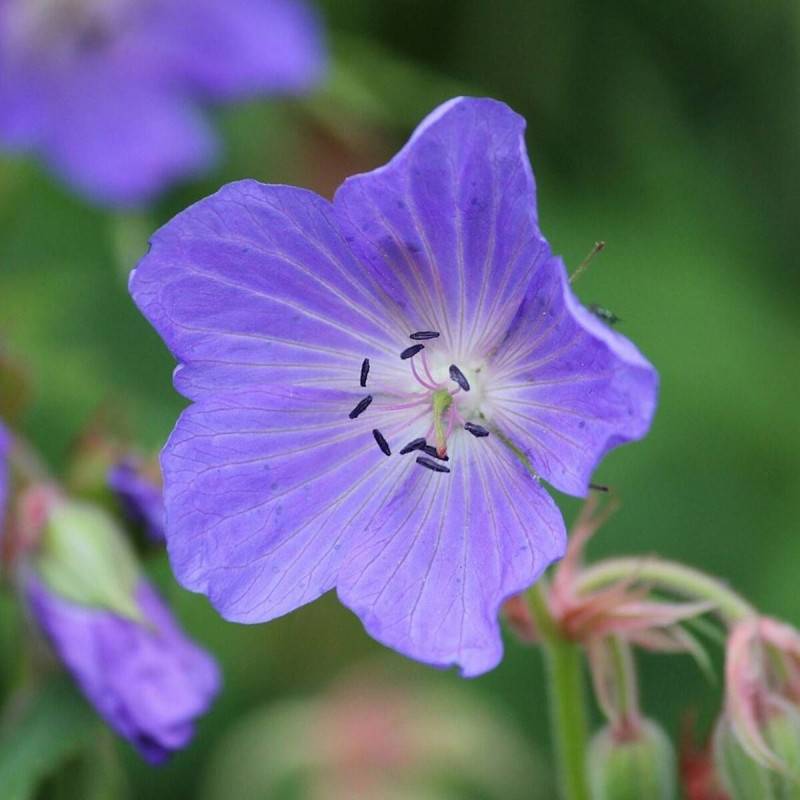Géranium vivace Kashmir Purple à fleurs Violette/ - feuillage Persistant - Godet - 5/20 cm - Imagen 1