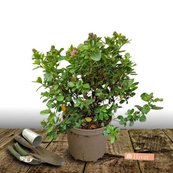 Escallonia Red Dream à fleurs Rouge - feuillage Persistant - Pot de 7,5L - 60/80 cm- hauteur à maturité De 1,00 m à 1,50 m - Image 4