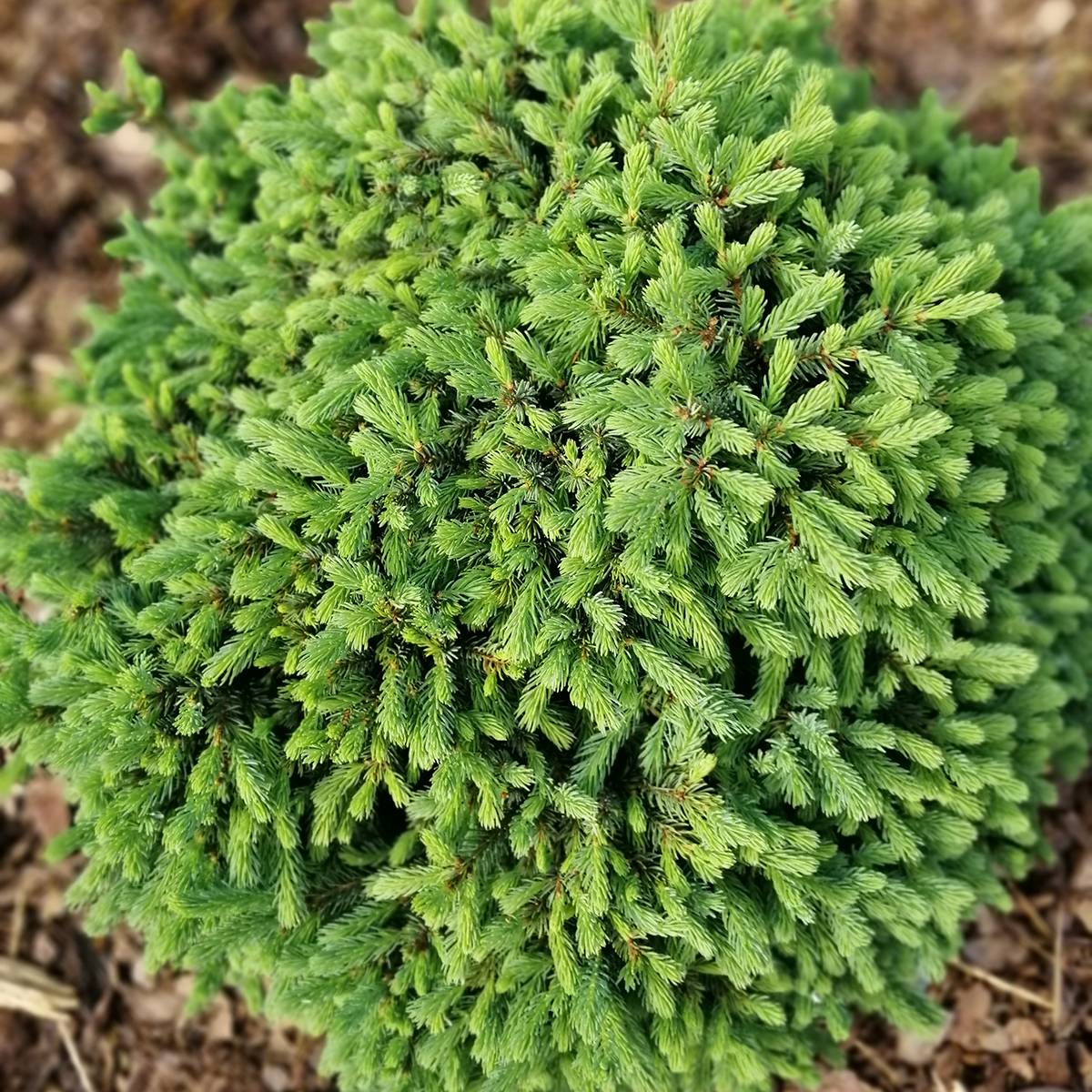 Epinette blanche - Picea glauca Echiniformis                       Pot de 2L/3L - Image 1