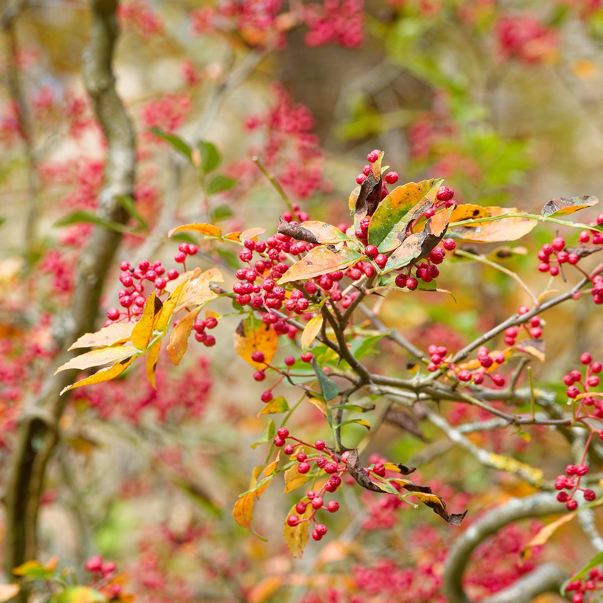 Promesse de Fleurs - Zanthoxylum simulans - Poivrier du Sichuan Pot de 2L/3L - Image 1