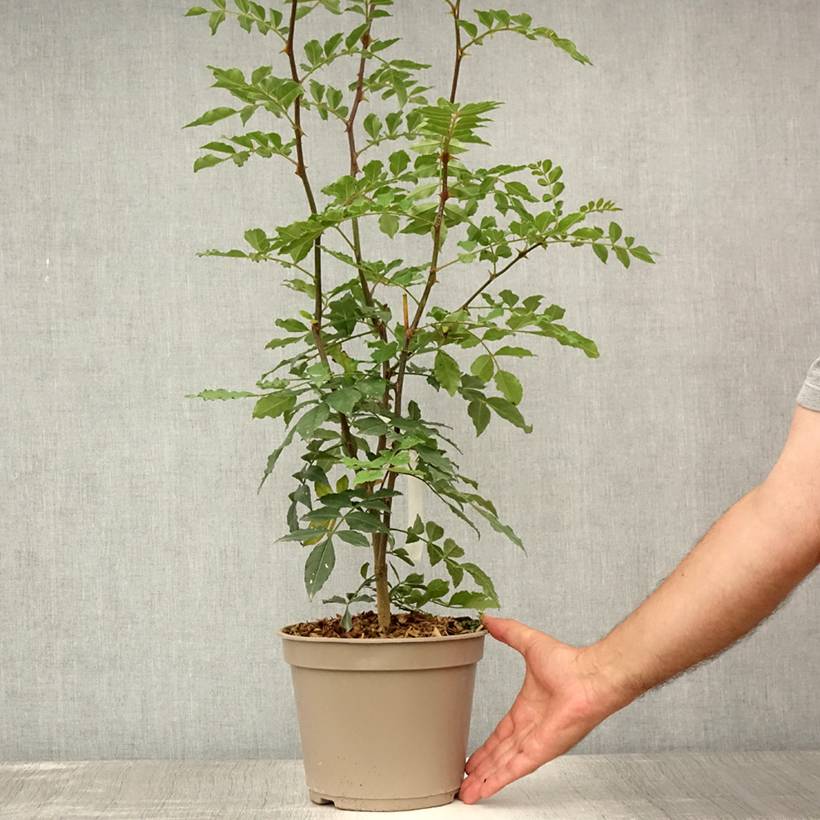 Promesse de Fleurs - Zanthoxylum simulans - Poivrier du Sichuan Pot de 2L/3L - Image 2