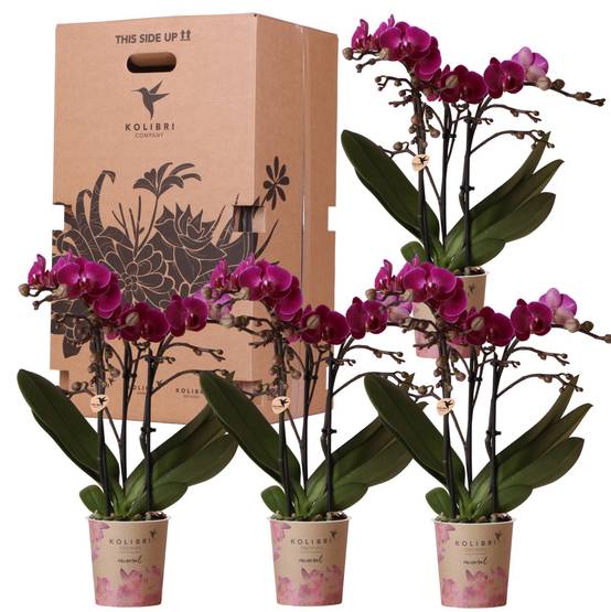 La Green Touch - Kolibri Orchids - D9 H10cm - Image 1
