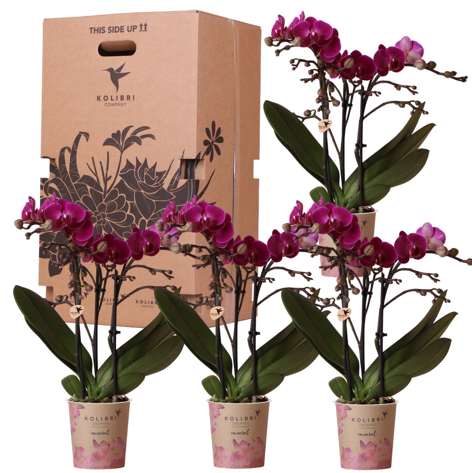 La Green Touch - Kolibri Orchids - D9 H10cm - Image 1