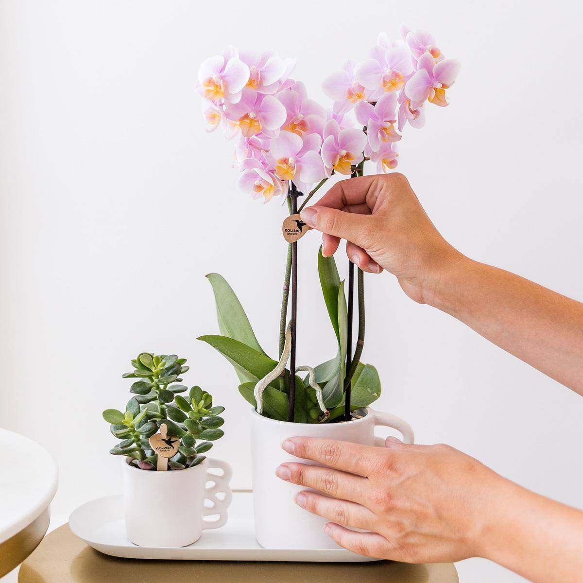 La Green Touch - Kolibri Orchids - D9 H10cm - Image 3