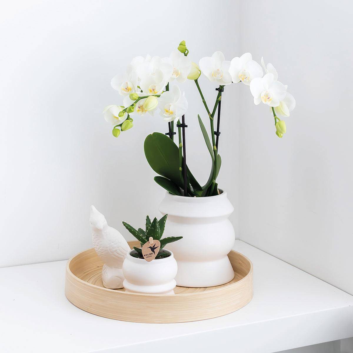 La Green Touch - Kolibri Orchids - D9 H10cm - Image 4