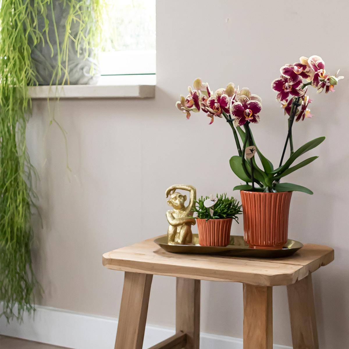 La Green Touch - Kolibri Orchids - D9 H10cm - Image 5