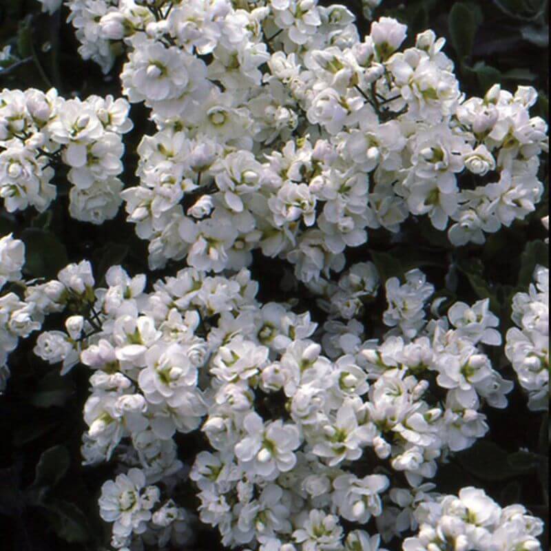 3 Arabettes du Caucase 'Plena' (Arabis Caucasica 'Plena') - Lot de 3 vivaces - Pépinières Naudet - Imagen 3