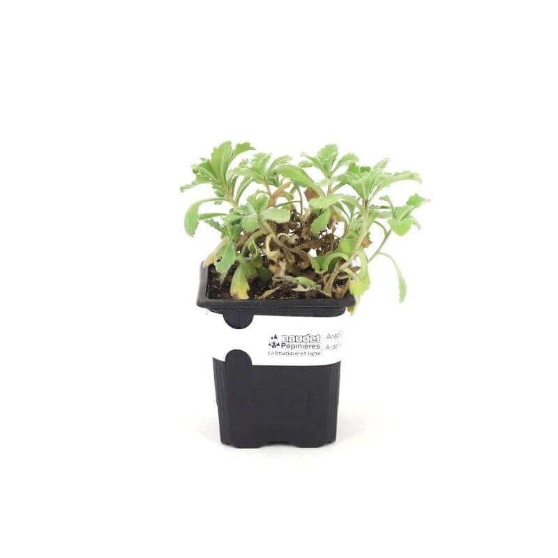 3 Arabettes du Caucase 'Plena' (Arabis Caucasica 'Plena') - Lot de 3 vivaces - Pépinières Naudet - Imagen 2