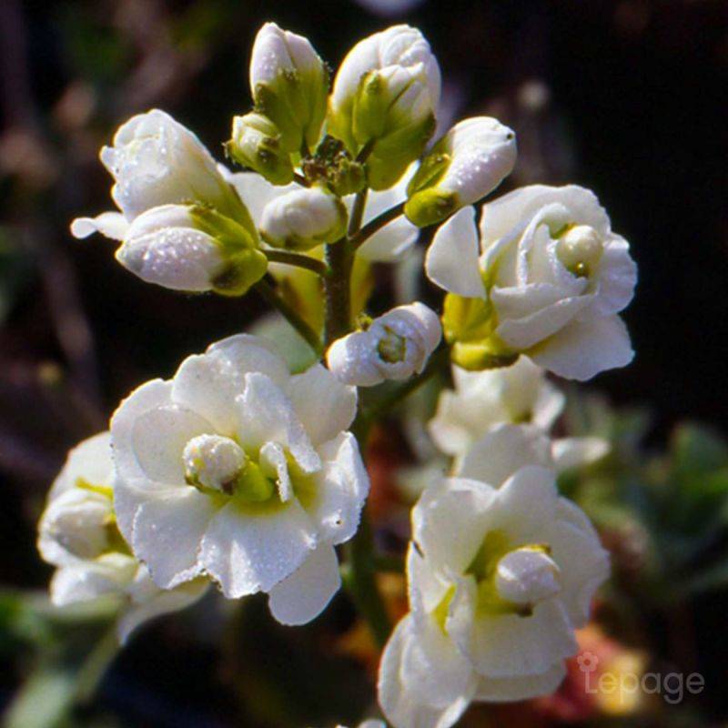 3 Arabettes du Caucase 'Plena' (Arabis Caucasica 'Plena') - Lot de 3 vivaces - Pépinières Naudet - Imagen 1