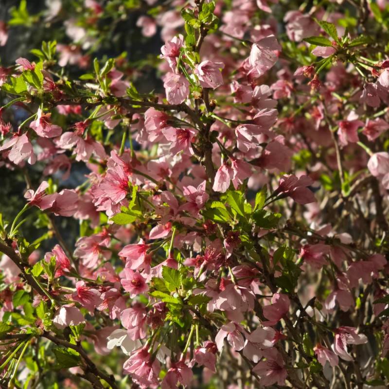 Cerisier du Japon Nain Kojo No Mai, Cerisier à fleurs à fleurs Rose - feuillage Caduc - Pot de 7,5L - 60/80 cm-  hauteur à maturité De 1,50 m à 2,00 m - Image 8