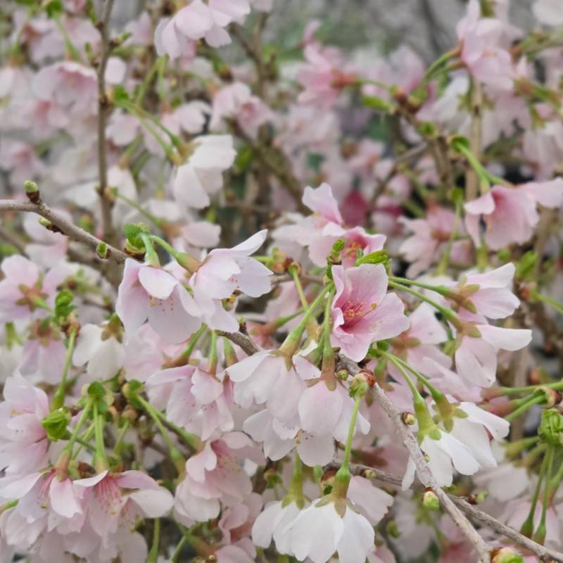 Cerisier du Japon Nain Kojo No Mai, Cerisier à fleurs à fleurs Rose - feuillage Caduc - Pot de 7,5L - 60/80 cm-  hauteur à maturité De 1,50 m à 2,00 m - Image 6