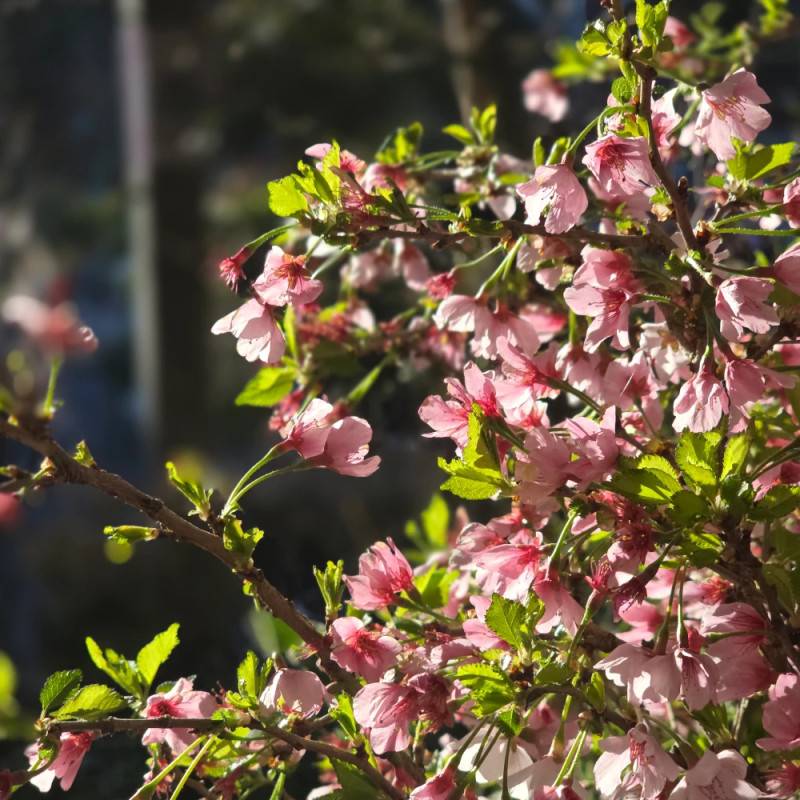 Cerisier du Japon Nain Kojo No Mai, Cerisier à fleurs à fleurs Rose - feuillage Caduc - Pot de 7,5L - 60/80 cm-  hauteur à maturité De 1,50 m à 2,00 m - Image 10