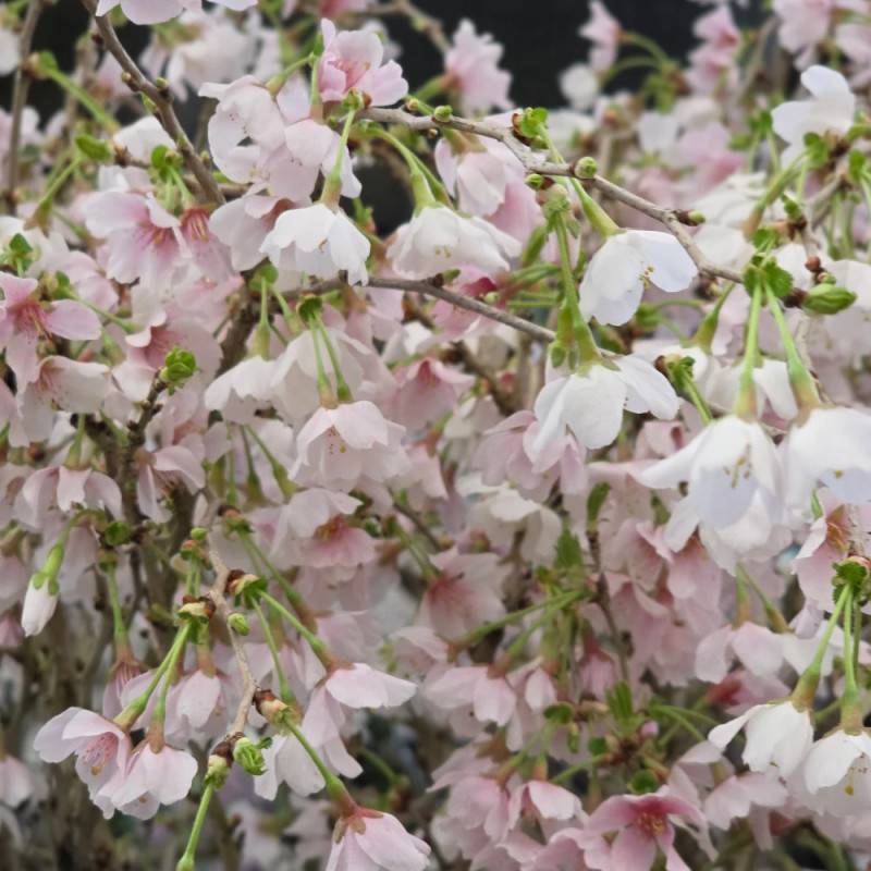 Cerisier du Japon Nain Kojo No Mai, Cerisier à fleurs à fleurs Rose - feuillage Caduc - Pot de 7,5L - 60/80 cm-  hauteur à maturité De 1,50 m à 2,00 m - Image 4