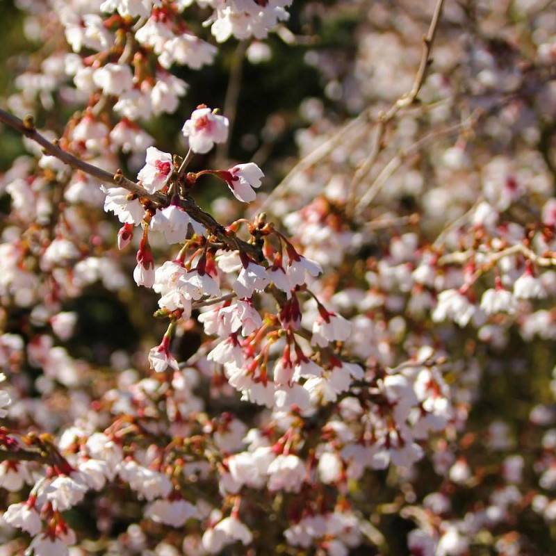 Cerisier du Japon Nain Kojo No Mai, Cerisier à fleurs à fleurs Rose/Blanche - feuillage Caduc - Pot de 7,5L - 60/80 cm