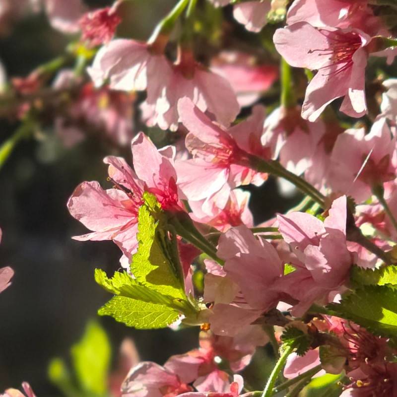 Cerisier du Japon Nain Kojo No Mai, Cerisier à fleurs à fleurs Rose - feuillage Caduc - Pot de 7,5L - 60/80 cm-  hauteur à maturité De 1,50 m à 2,00 m - Image 9