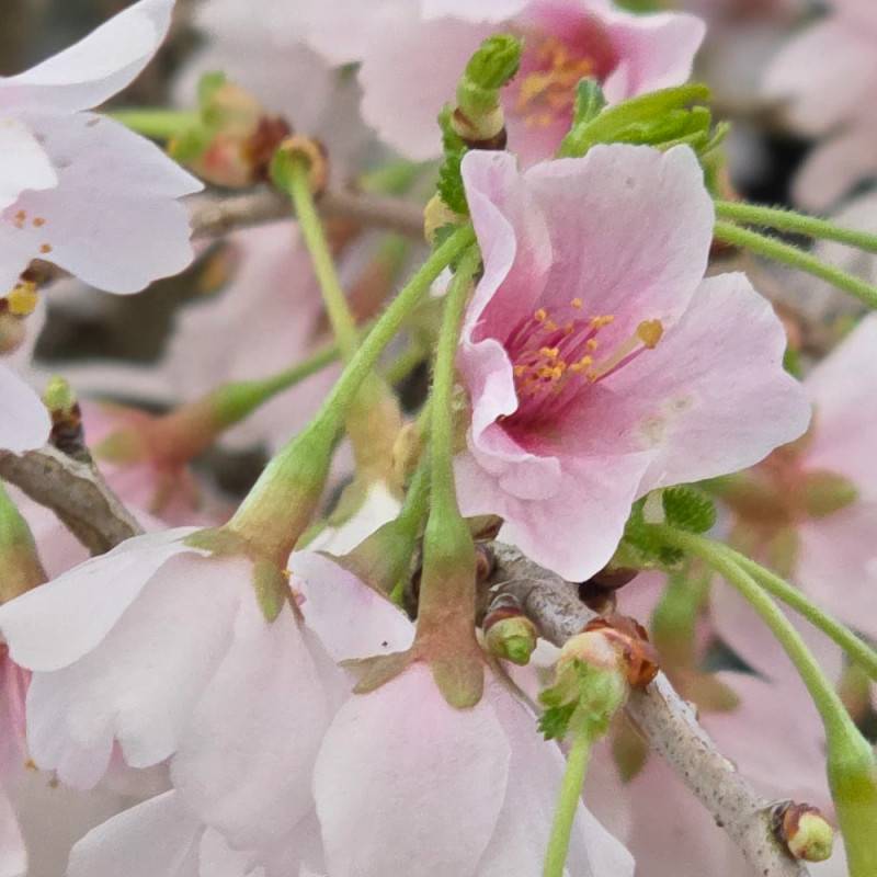 Cerisier du Japon Nain Kojo No Mai, Cerisier à fleurs à fleurs Rose - feuillage Caduc - Pot de 7,5L - 60/80 cm-  hauteur à maturité De 1,50 m à 2,00 m - Image 5