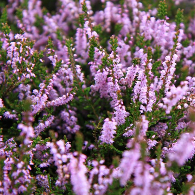 Bruyère d'hiver Ghost Hills à fleurs Rose/ - feuillage Persistant - Godet - 5/20 cm - Imagen 1