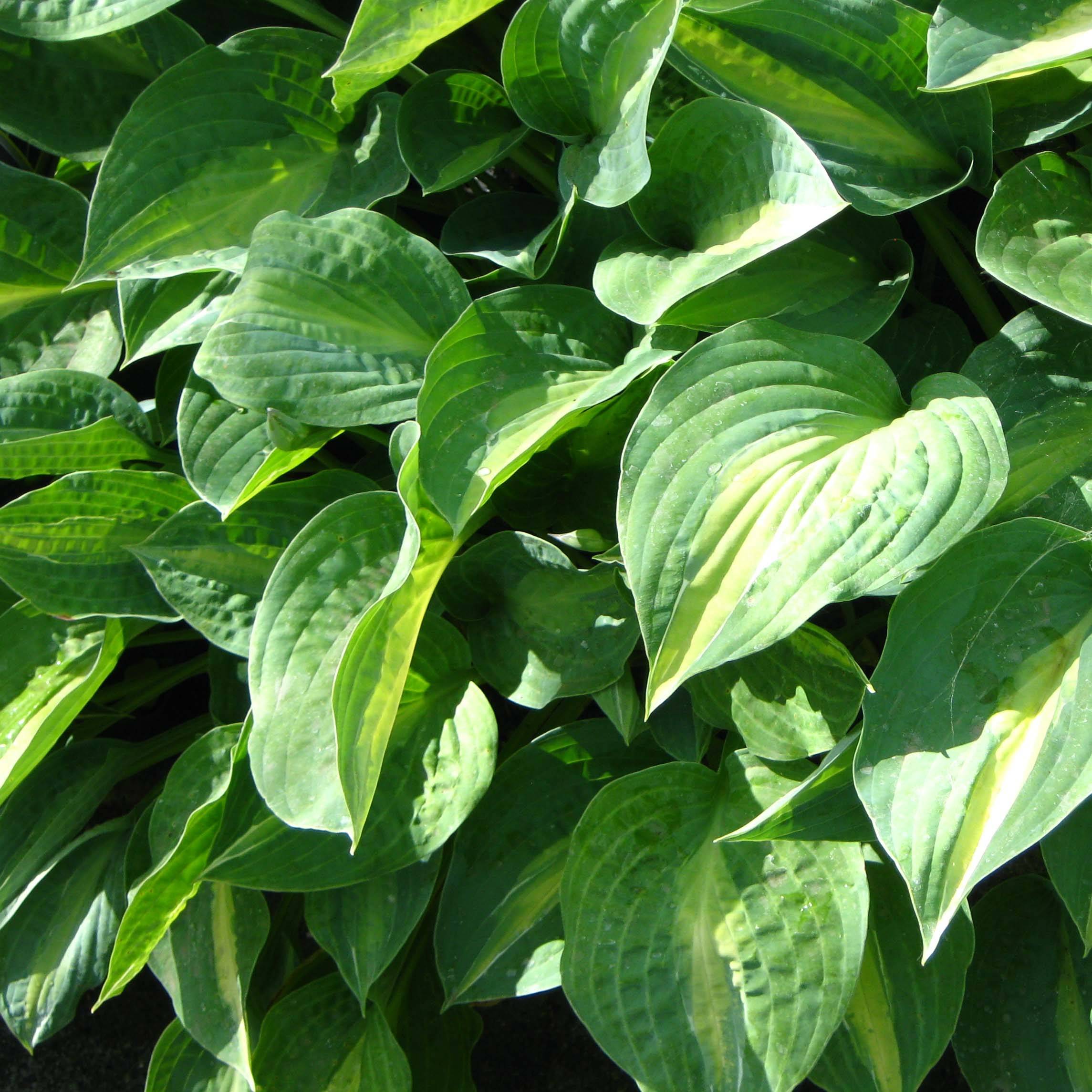 Hosta Striptease Pot de 2L/3L
