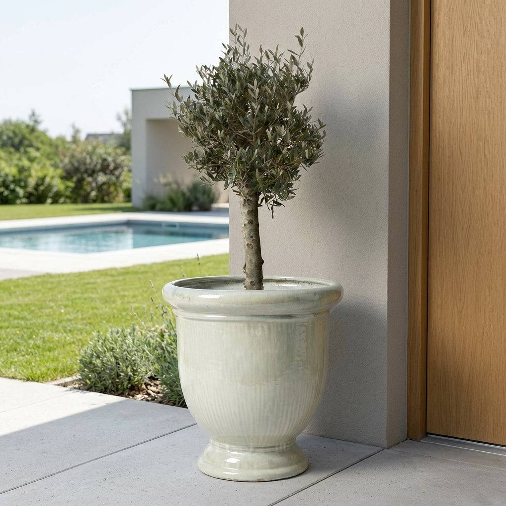 Lot olivier + pot TITAN 72x75cm perle, fait main en terre cuite émaillée - Image 2