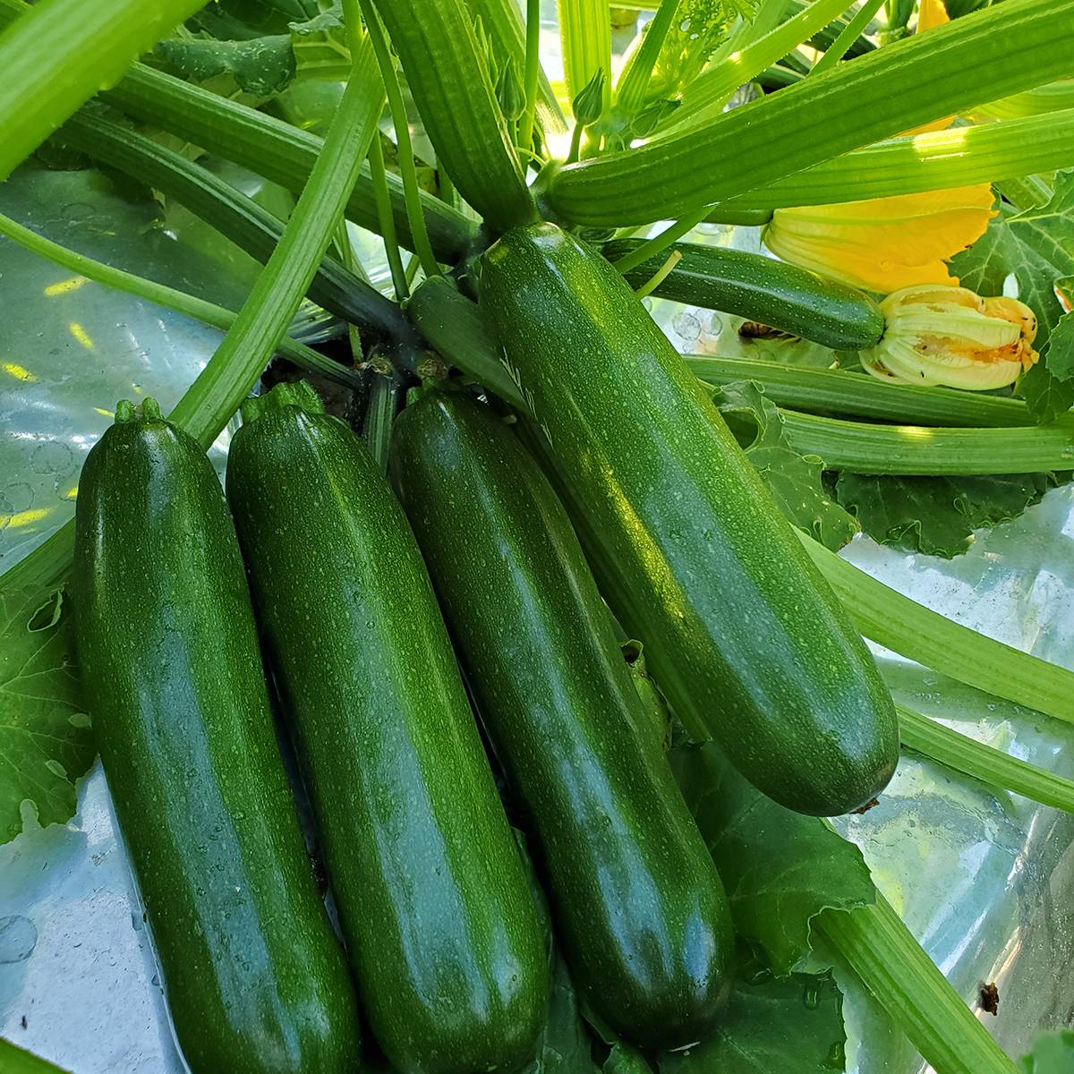 Promesse de Fleurs - Courgette Green Machine F1 le sachet de 20 graines environ (2g)