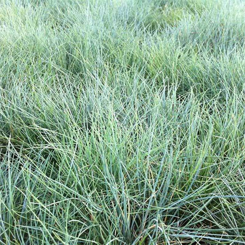 Festuca valesiaca Glaucantha - Fétuque du Valais Godet de 8/9 cm