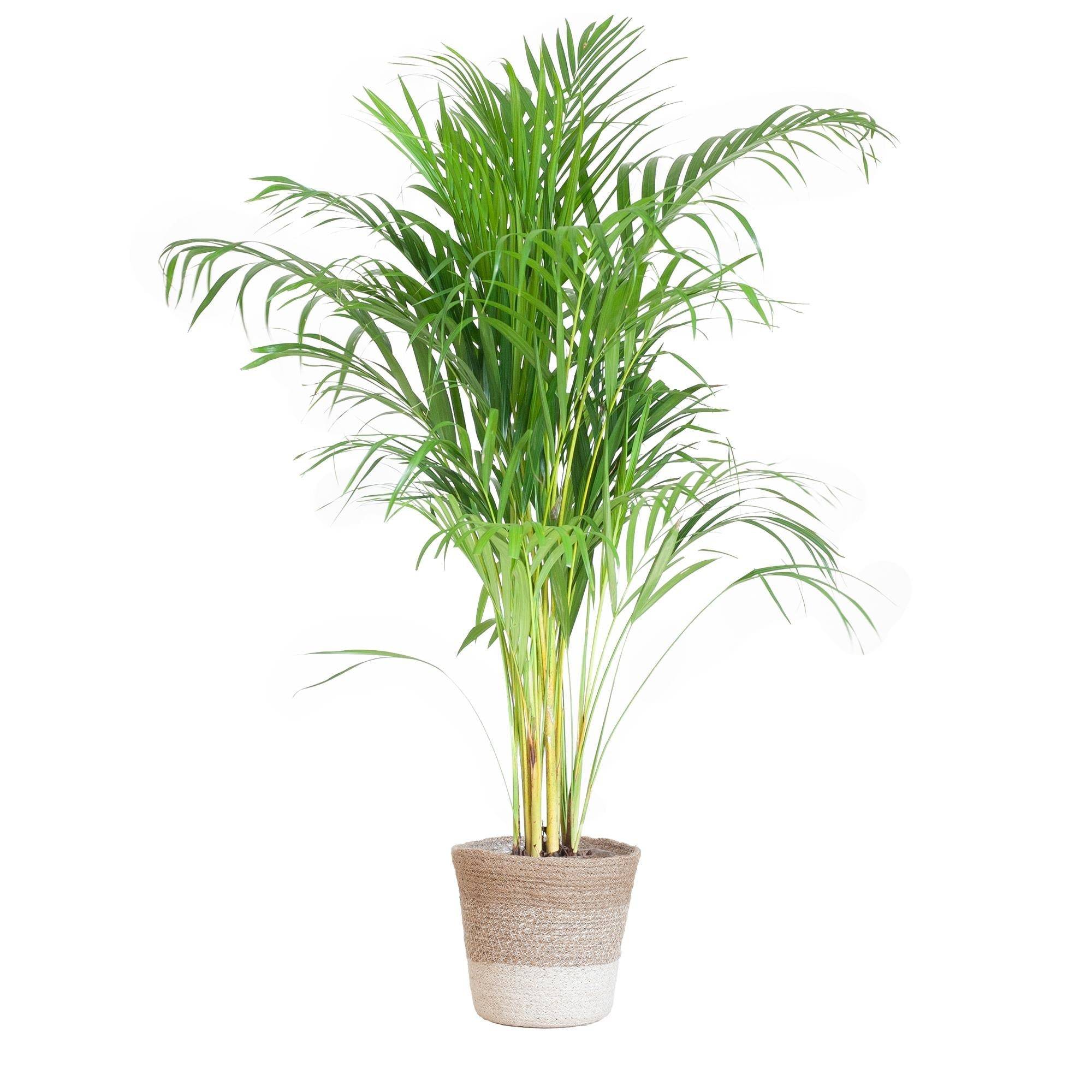 La Green Touch - Palmier Areca et son pot- La Green Touch Panier Blanc - Hauteur 100cm