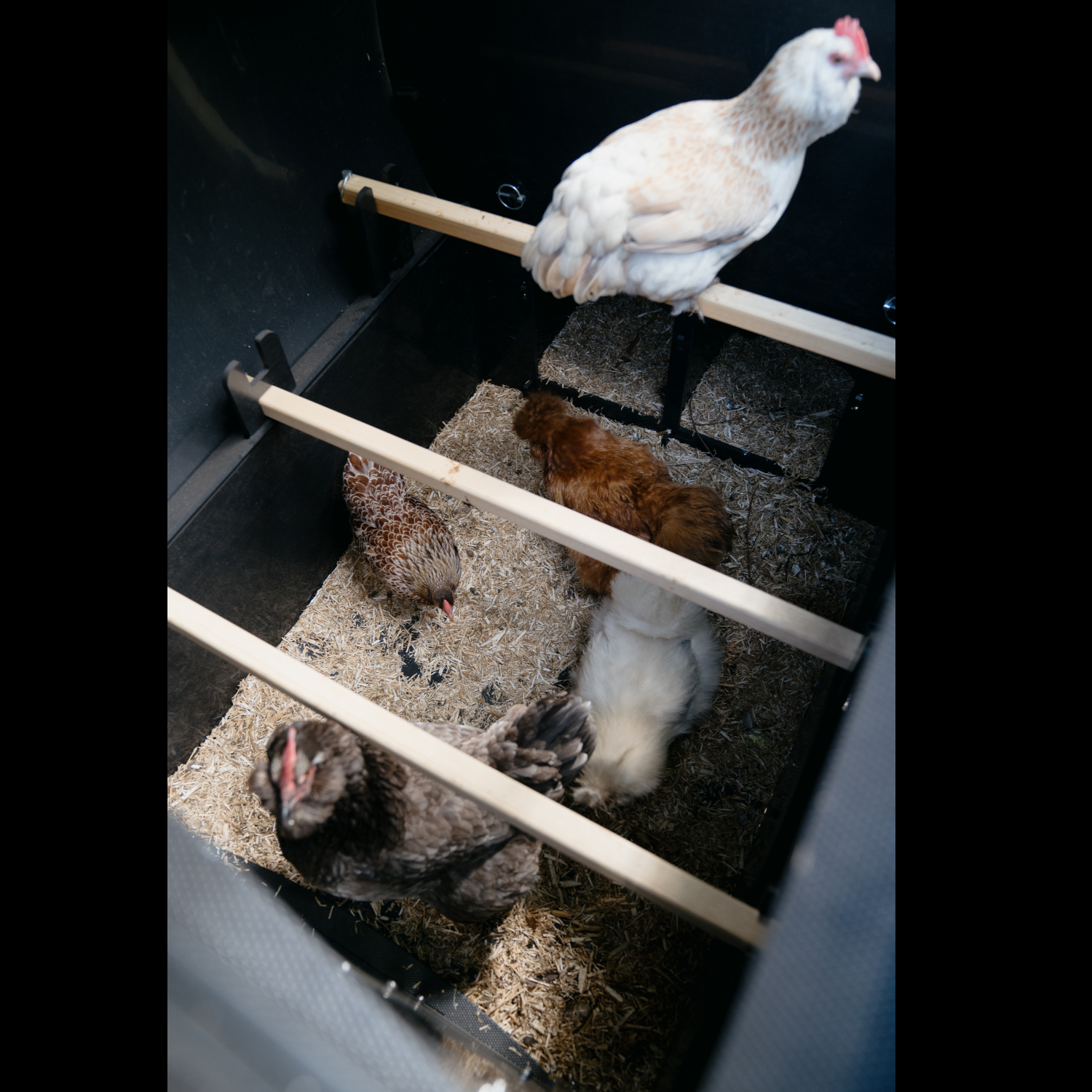 Poulailler Nestera The Wagon 8 poules- Plastique recyclé - garanti 25 ans - Image 9