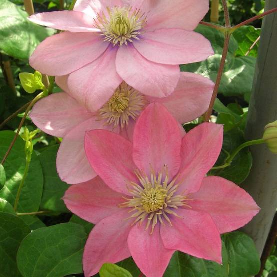 Clématite Petite Sirène à fleurs Rose - feuillage Caduc - Pot de 2L - 60 cm- hauteur à maturité De 2,00 m à 2,50 m - Image 5