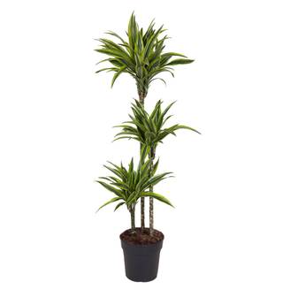 Dracaena Lemon Vert Clair - D24 H140cm