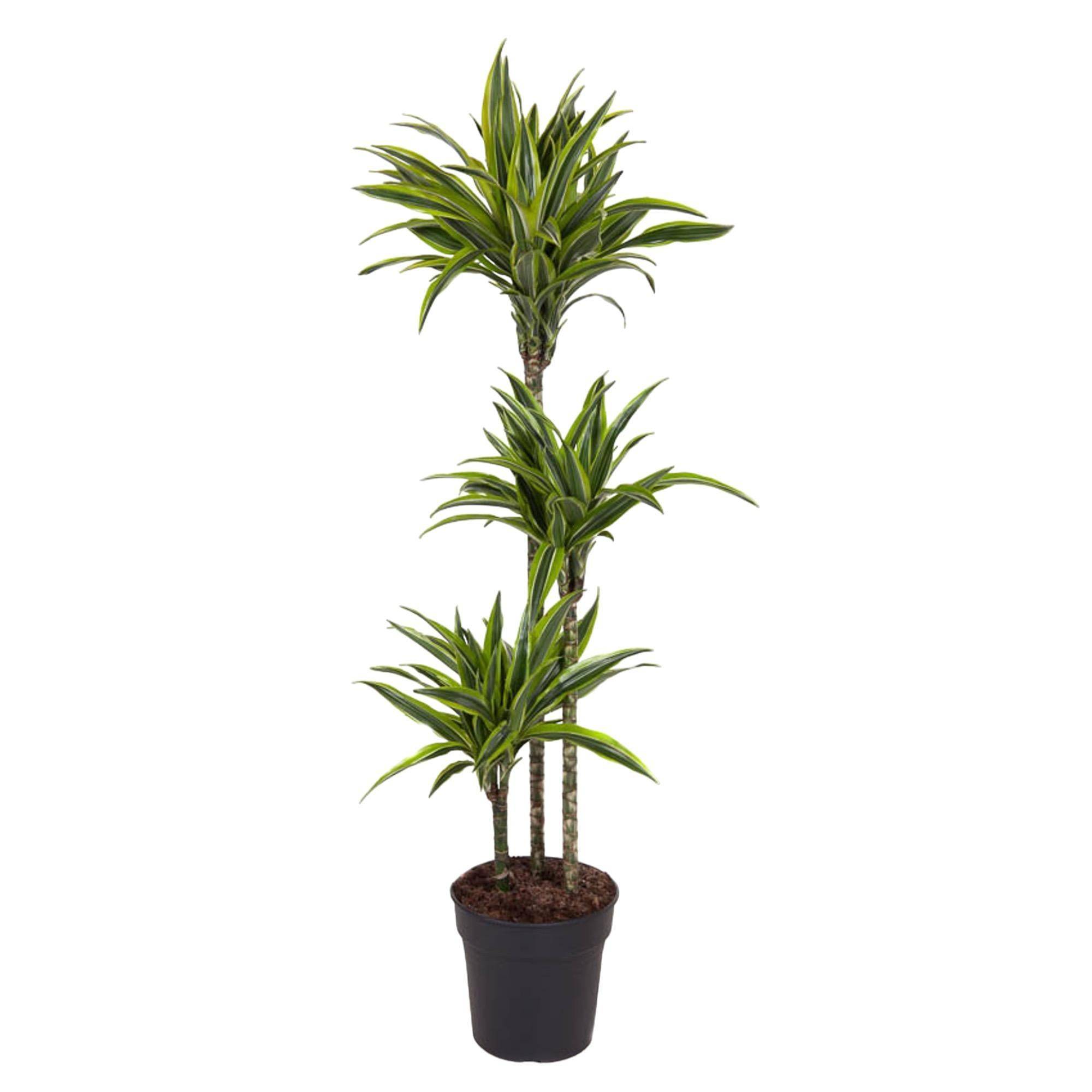 Dracaena Lemon Vert Clair - D24 H140cm
