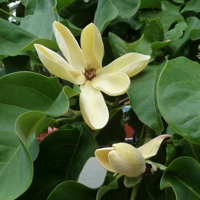 Magnolia Yellow Bird à fleurs Jaune - feuillage Caduc - Pot de 5L - Touffe-  hauteur à maturité De 3,00 m à 5,00 m - Image 9