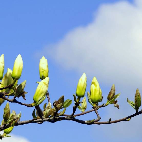 Magnolia Yellow Bird à fleurs Jaune - feuillage Caduc - Pot de 5L - Touffe- hauteur à maturité De 3,00 m à 5,00 m - Image 7