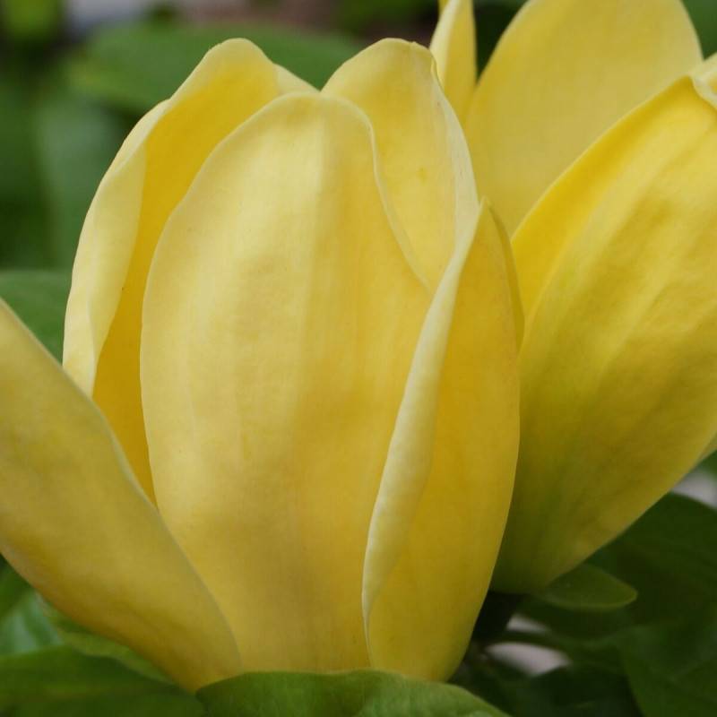 Magnolia Yellow Bird à fleurs Jaune - feuillage Caduc - Pot de 5L - Touffe-  hauteur à maturité De 3,00 m à 5,00 m - Image 2
