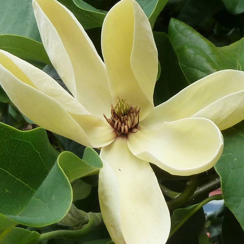 Magnolia Yellow Bird à fleurs Jaune - feuillage Caduc - Pot de 5L - Touffe-  hauteur à maturité De 3,00 m à 5,00 m - Image 8