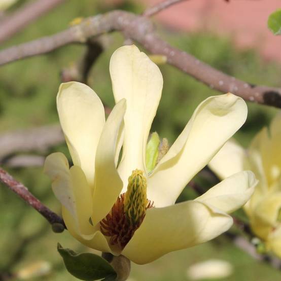 Magnolia Yellow Bird à fleurs Jaune - feuillage Caduc - Pot de 5L - Touffe- hauteur à maturité De 3,00 m à 5,00 m - Image 6
