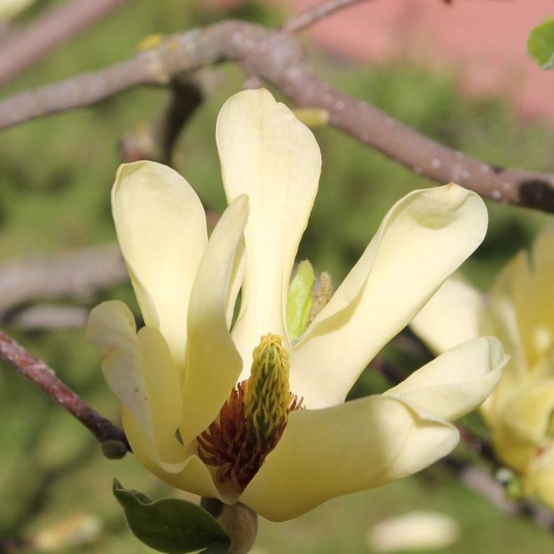 Magnolia Yellow Bird à fleurs Jaune - feuillage Caduc - Pot de 5L - Touffe-  hauteur à maturité De 3,00 m à 5,00 m - Image 6