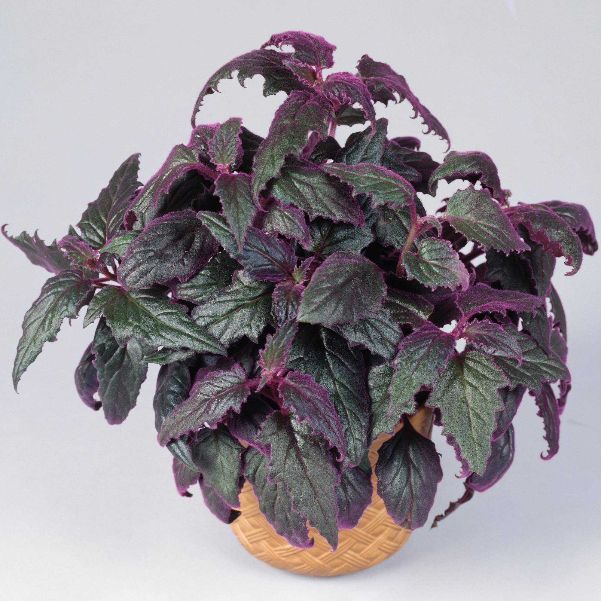 Gardenersdream - Gynura Purple Passion - Plante Velours | Plante D'Intérieur Colorée En Pot 10-20 Cm - GardenersDream - Image 1
