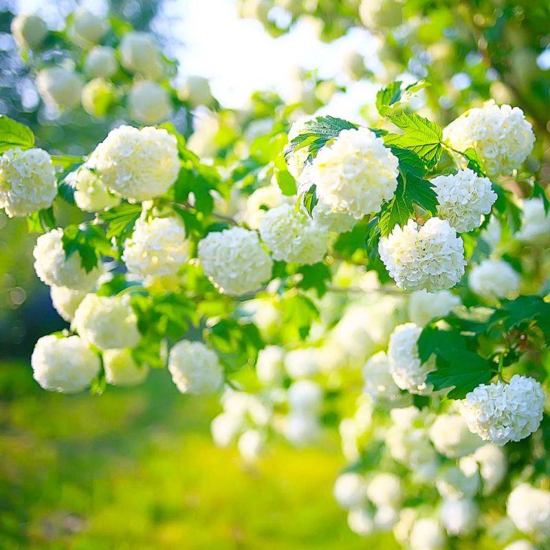 Boule de neige 'Roseum' (Viburnum opulus 'Roseum') - Godet - Taille 15/30cm - Pépinières Naudet - Imagen 1