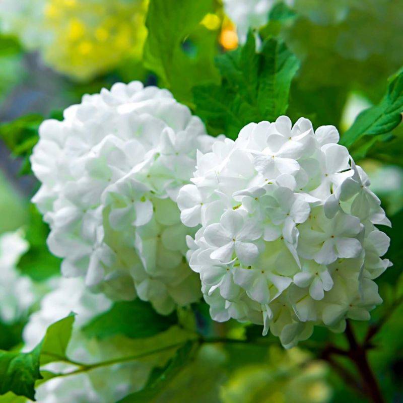 Boule de neige 'Roseum' (Viburnum opulus 'Roseum') - Godet - Taille 15/30cm - Pépinières Naudet - Imagen 2