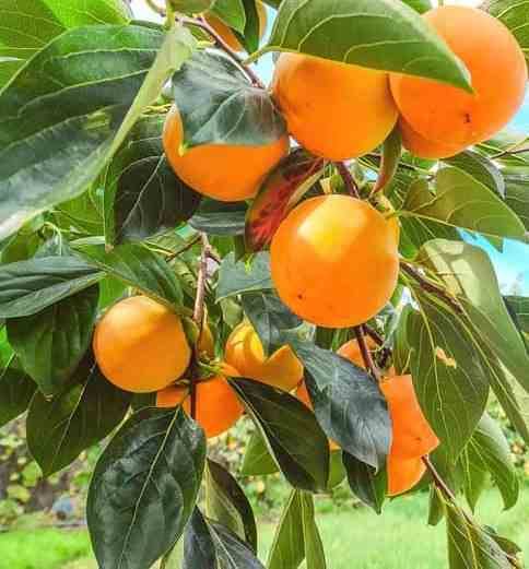 Sans Marque - Diospyros kaki var.fuyu ou Kaki pomme (Plaqueminier fruit délicieux et non astringent)) Taille:Pot de 7 litres ? 100/120 cm - Couleur floraison:jaune - Image 3