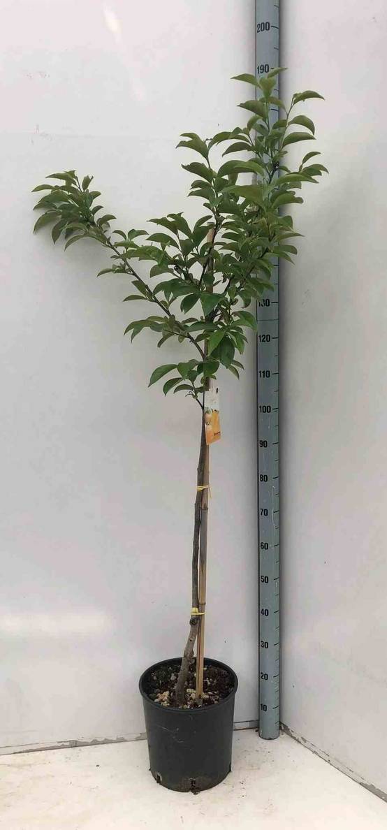 Sans Marque - Diospyros kaki var.fuyu ou Kaki pomme (Plaqueminier fruit délicieux et non astringent)) Taille:Pot de 7 litres ? 100/120 cm - Couleur floraison:jaune - Image 2