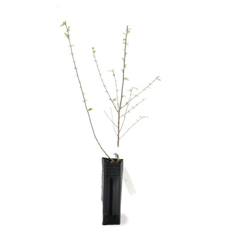 Cotoneaster de Franchet (Cotoneaster franchetii) - Godet - Taille 20/40cm - Pépinières Naudet - Image 1